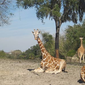 Giraffes