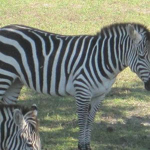 Grant's Zebra