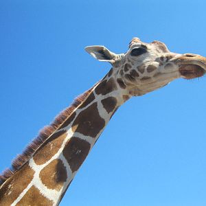 Giraffe