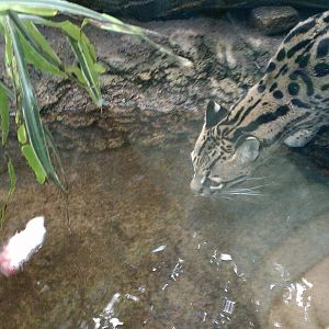 Ocelot Enrichment