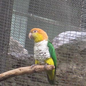White-Bellied Caique