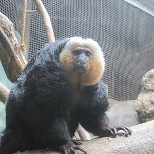 Pale-Faced Saki Monkey