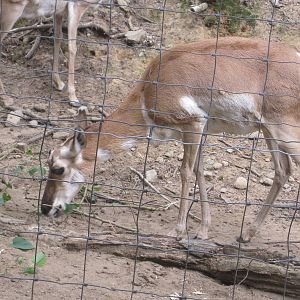 Pronghorn