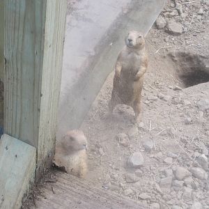 Prairie Dogs