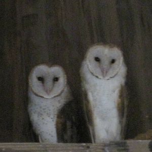 Barn Owls