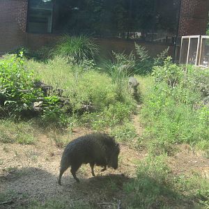 Chacoan Peccary exhibit