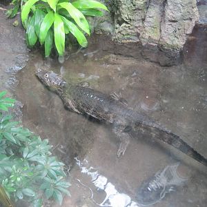 Yacare Caiman
