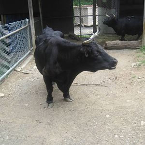 Dexter Cattle