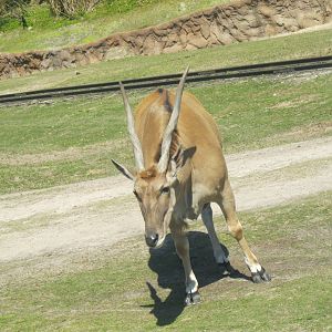 Southern Eland