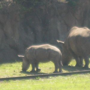 White Rhino Calf