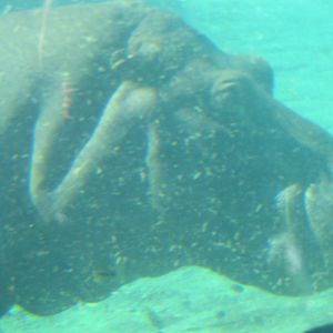 Hippo