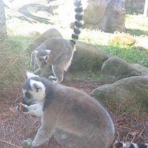 Lemur Feeding