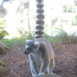 Ring-Tailed Lemur