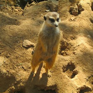 Meerkat