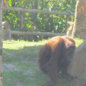 Orangutan