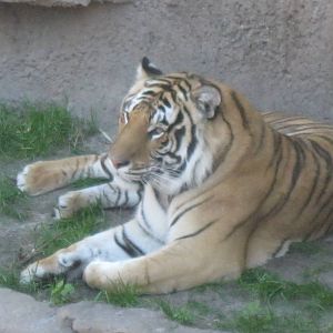 Bengal Tiger