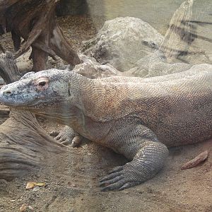 Komodo Dragon