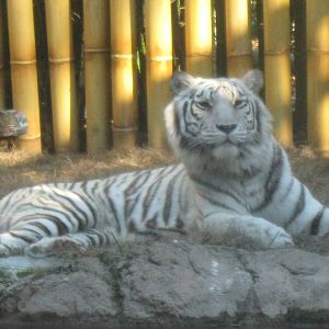 White Tiger