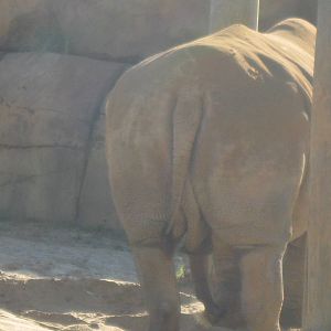 My Next Christmas Card