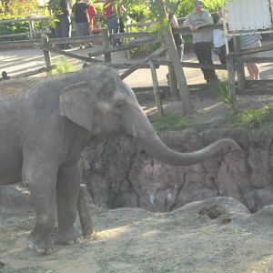 Asian Elephant