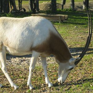 Scimitar-Horned Oryx