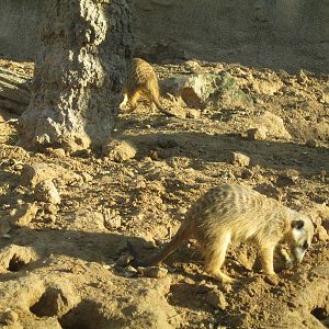 Part of Meerkat exhibit