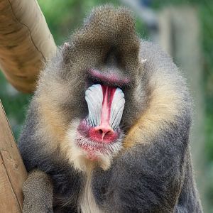 Mandrill