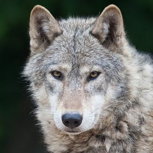 Grey Wolf