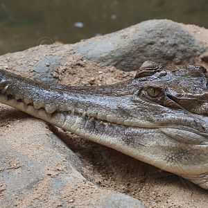 Slender Snouted Crocodile