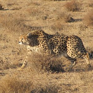asiatic cheetah2