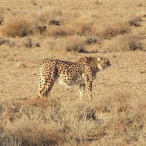 asiatic cheetah3