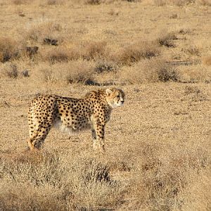 asiatic cheetah4