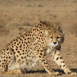 asiatic cheetah5