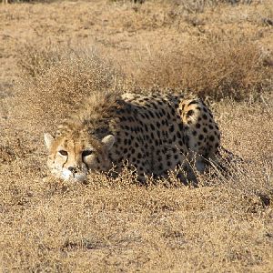 asiatic cheetah7