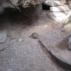 Radiated Tortoise