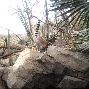 Ring-Tailed Lemur