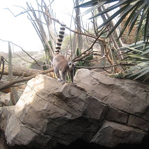 Ring-Tailed Lemur