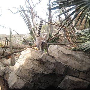 Ring-Tailed Lemur