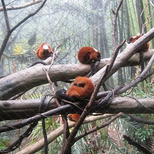 Red-Ruffed Lemurs