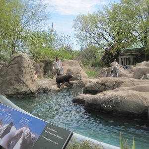 Sea Lion Feeding