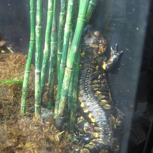 European Fire Salamander