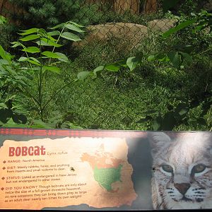 bobcat exhibit signage