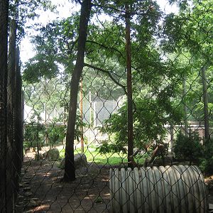 long view of cougar exhibit