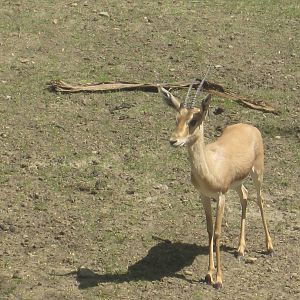 Slender-Horned Gazelle