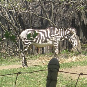 Grevy's Zebra