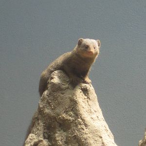 Dwarf Mongoose