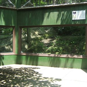 lower view of gray wolf exhibit