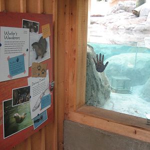 underwater otter view