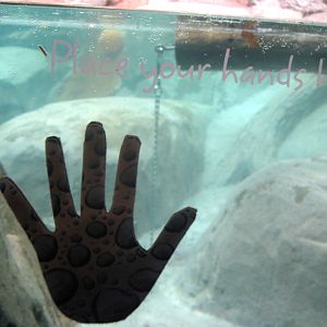 Interactive - otter exhibit