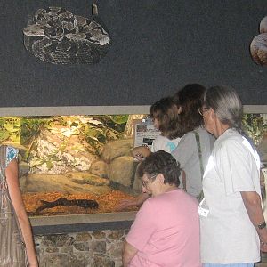Old (2009) venemous snake exhibits